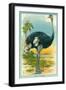 The Ostrich-null-Framed Art Print