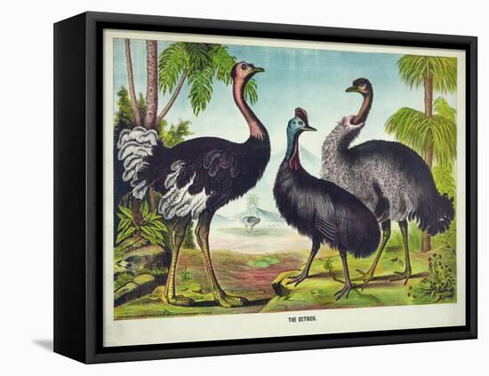 The Ostrich-null-Framed Stretched Canvas