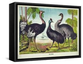 The Ostrich-null-Framed Stretched Canvas