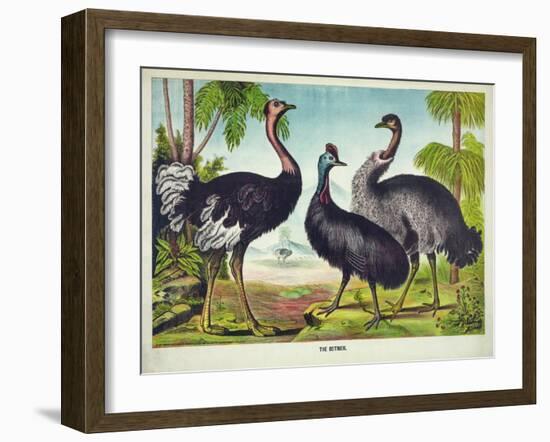 The Ostrich-null-Framed Giclee Print