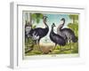 The Ostrich-null-Framed Giclee Print