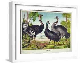 The Ostrich-null-Framed Giclee Print