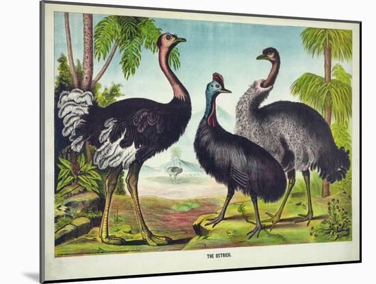 The Ostrich-null-Mounted Giclee Print