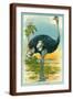 Brown Frame