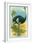 White Frame