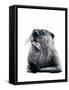The Otter on White, 2020, (Pen and Ink)-Mike Davis-Framed Stretched Canvas
