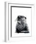 The Otter on White, 2020, (Pen and Ink)-Mike Davis-Framed Giclee Print