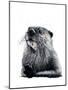 The Otter on White, 2020, (Pen and Ink)-Mike Davis-Mounted Giclee Print