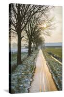 The Oude Trambaan Tree Lined Cycle Path, Rijsbergen, North Brabant, The Netherlands (Holland)-Mark Doherty-Stretched Canvas