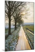 The Oude Trambaan Tree Lined Cycle Path, Rijsbergen, North Brabant, The Netherlands (Holland)-Mark Doherty-Mounted Photographic Print