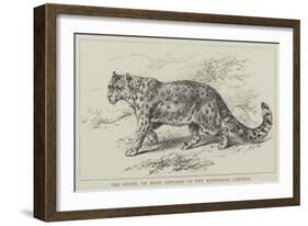 The Ounce, or Snow Leopard, at the Zoological Gardens-null-Framed Giclee Print