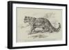 The Ounce, or Snow Leopard, at the Zoological Gardens-null-Framed Giclee Print