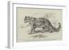 The Ounce, or Snow Leopard, at the Zoological Gardens-null-Framed Giclee Print