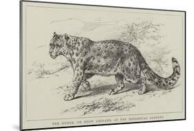 The Ounce, or Snow Leopard, at the Zoological Gardens-null-Mounted Giclee Print