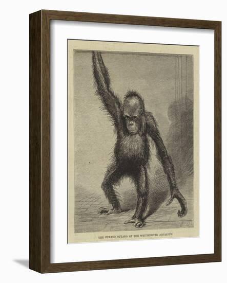 The Ourang Outang at the Westminster Aquarium-null-Framed Giclee Print