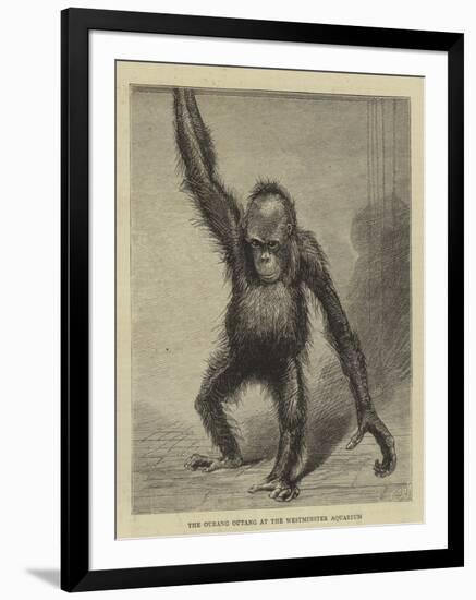 The Ourang Outang at the Westminster Aquarium-null-Framed Giclee Print