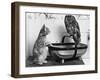 The Owl and the Pussycat: 'Wake Up, Aren't You Even a Bit Scared of Me, Owl?'-null-Framed Photographic Print