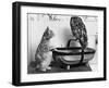 The Owl and the Pussycat: 'Wake Up, Aren't You Even a Bit Scared of Me, Owl?'-null-Framed Photographic Print