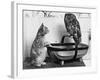 The Owl and the Pussycat: 'Wake Up, Aren't You Even a Bit Scared of Me, Owl?'-null-Framed Photographic Print