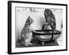 The Owl and the Pussycat: 'Wake Up, Aren't You Even a Bit Scared of Me, Owl?'-null-Framed Photographic Print