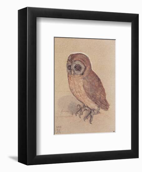 The Owlet-Albrecht Dürer-Framed Art Print