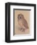 The Owlet-Albrecht Dürer-Framed Art Print