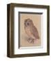 The Owlet-Albrecht Dürer-Framed Art Print