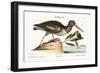 The Oyster Catcher, 1749-73-Mark Catesby-Framed Giclee Print
