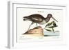 The Oyster Catcher, 1749-73-Mark Catesby-Framed Giclee Print