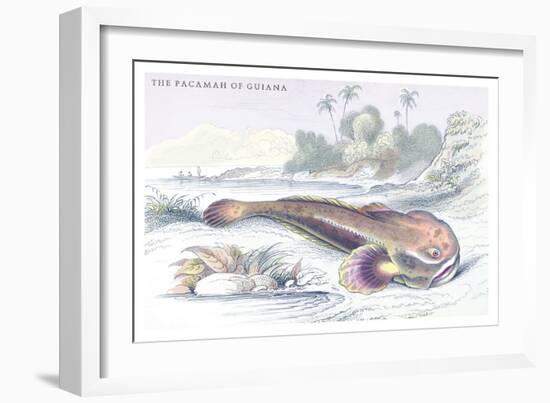 The Pacamah of Guiana-Robert Hermann Schomburgk-Framed Premium Giclee Print