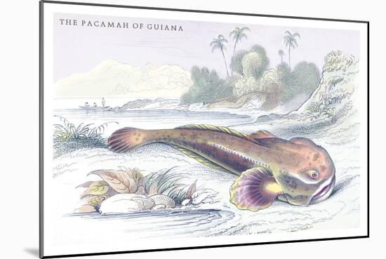 The Pacamah of Guiana-Robert Hermann Schomburgk-Mounted Premium Giclee Print