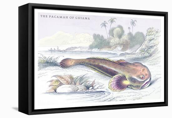 The Pacamah of Guiana-Robert Hermann Schomburgk-Framed Stretched Canvas