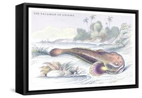The Pacamah of Guiana-Robert Hermann Schomburgk-Framed Stretched Canvas
