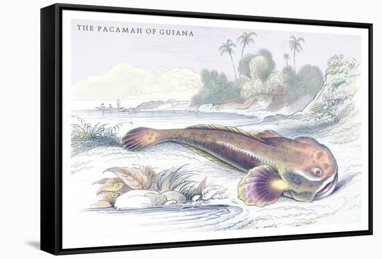 The Pacamah of Guiana-Robert Hermann Schomburgk-Framed Stretched Canvas