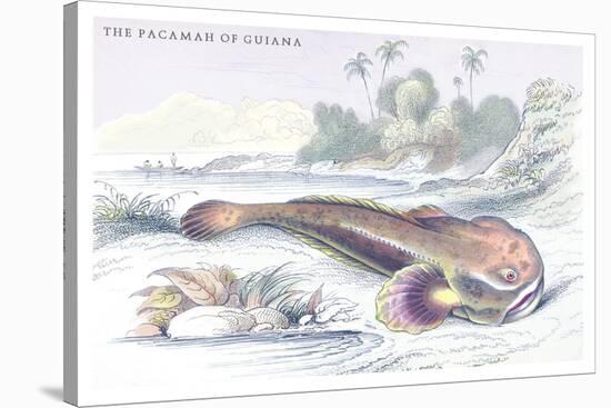 The Pacamah of Guiana-Robert Hermann Schomburgk-Stretched Canvas