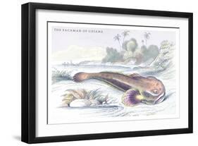 The Pacamah of Guiana-Robert Hermann Schomburgk-Framed Art Print