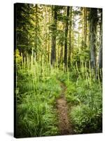 The Pacific Crest Trail In Oregon-Ron Koeberer-Stretched Canvas