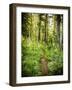 The Pacific Crest Trail In Oregon-Ron Koeberer-Framed Photographic Print
