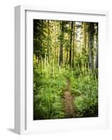 The Pacific Crest Trail In Oregon-Ron Koeberer-Framed Photographic Print