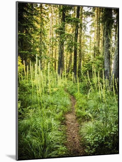 The Pacific Crest Trail In Oregon-Ron Koeberer-Mounted Photographic Print