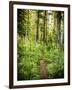 The Pacific Crest Trail In Oregon-Ron Koeberer-Framed Photographic Print