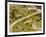 The Pack Rides Down the Glandon Pass During the 17th Stage of the Tour De France-null-Framed Photographic Print