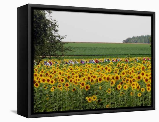 The Pack Rides Past a Sunflower Field During the Sixth Stage of the Tour De France-null-Framed Stretched Canvas