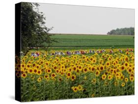 The Pack Rides Past a Sunflower Field During the Sixth Stage of the Tour De France-null-Stretched Canvas