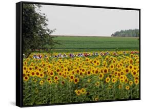 The Pack Rides Past a Sunflower Field During the Sixth Stage of the Tour De France-null-Framed Stretched Canvas