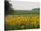 The Pack Rides Past a Sunflower Field During the Sixth Stage of the Tour De France-null-Stretched Canvas