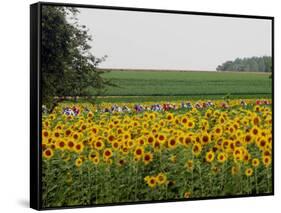 The Pack Rides Past a Sunflower Field During the Sixth Stage of the Tour De France-null-Framed Stretched Canvas