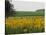 The Pack Rides Past a Sunflower Field During the Sixth Stage of the Tour De France-null-Stretched Canvas