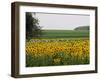 The Pack Rides Past a Sunflower Field During the Sixth Stage of the Tour De France-null-Framed Premium Photographic Print