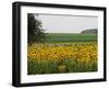 The Pack Rides Past a Sunflower Field During the Sixth Stage of the Tour De France-null-Framed Premium Photographic Print
